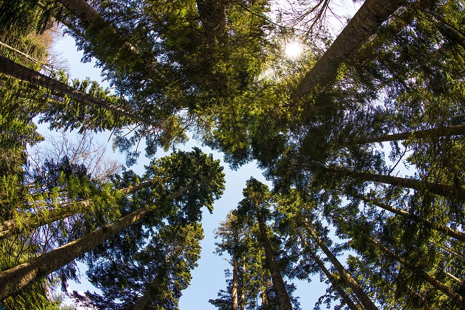 forest, trees, nature, landscape, mystical, fantasy, scenic HD wallpaper