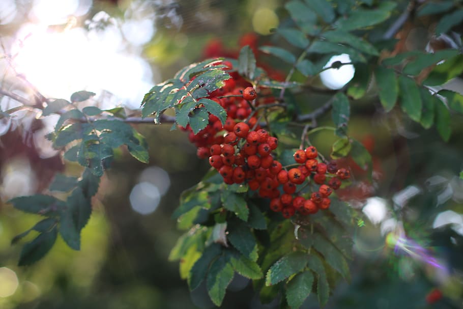 Red Berries, branch, fruit, macro, tree, leaf, healthy eating HD wallpaper