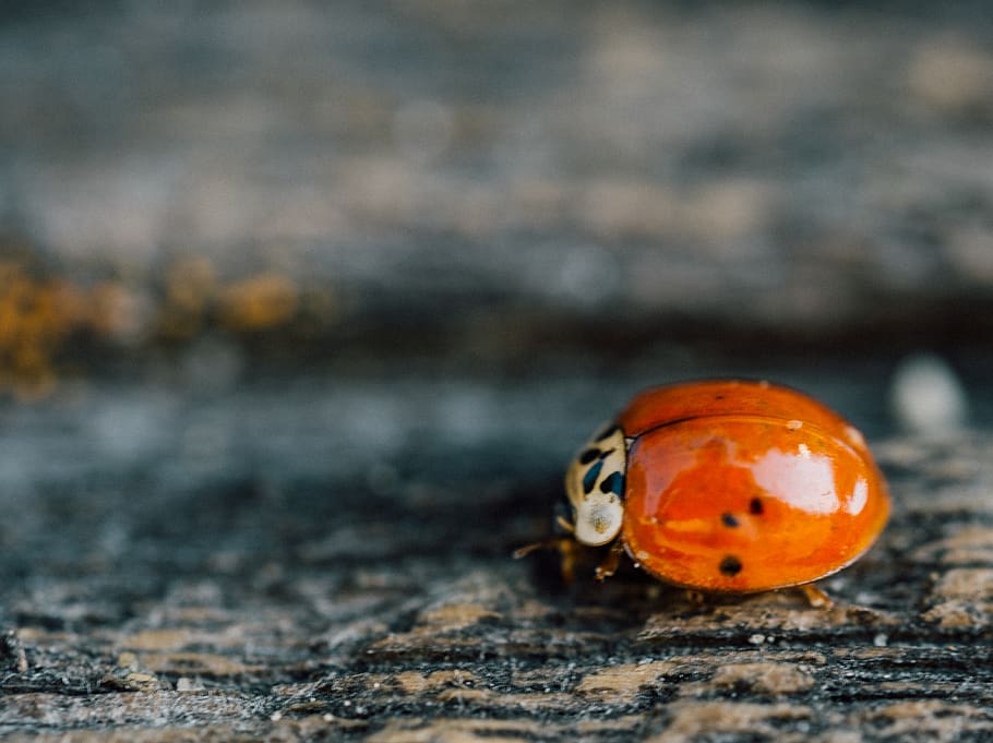ladybug, texture, nature, one animal, animal wildlife, animals in the wild HD wallpaper