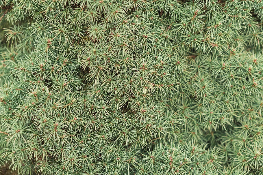 green-leafed plant, tree, conifer, pine, united states, meriden HD wallpaper