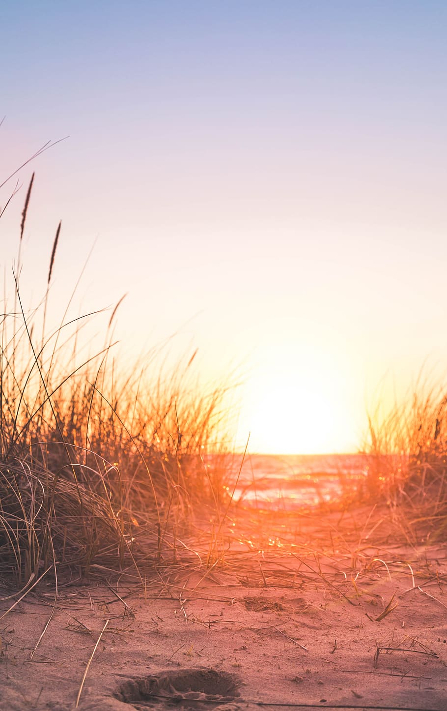 Silhouette of Grass, backlit, beach, dawn, dusk, environment HD wallpaper