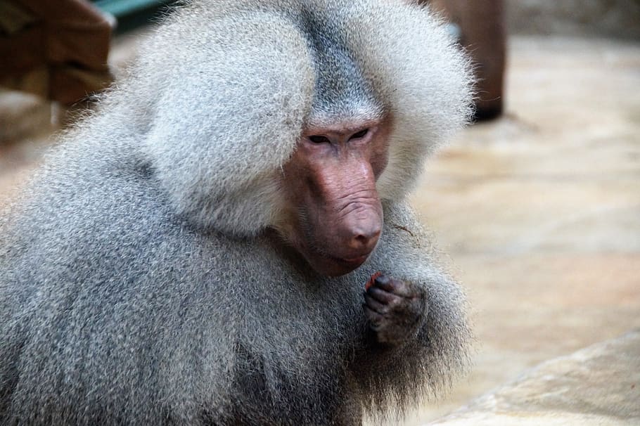 monkey, baboon, animal, zoo, primate, male, the zoological garden HD wallpaper