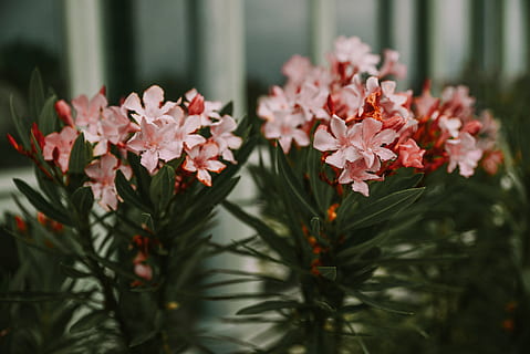 red petaled flower during daytime, plant, blossom, flower arrangement HD wallpaper