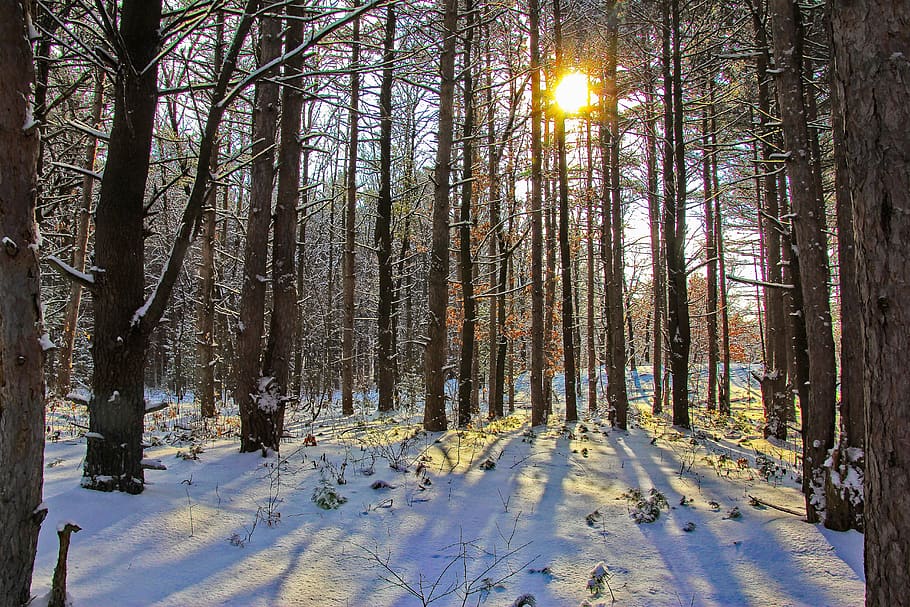withered trees with snow, sunlight, plant, vegetation, forest HD wallpaper
