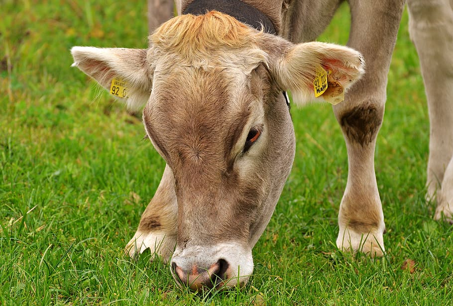 cow, allgäu, beef, pasture, animal, meadow, nature, agriculture HD wallpaper