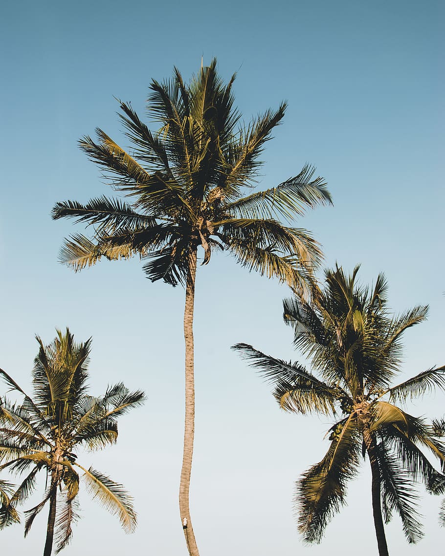 Coconut Trees, idyllic, nature, tropical climate, palm tree, sky HD wallpaper
