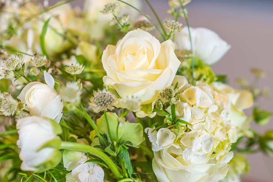 white rose bouquet, flower, flowering plant, beauty in nature HD wallpaper