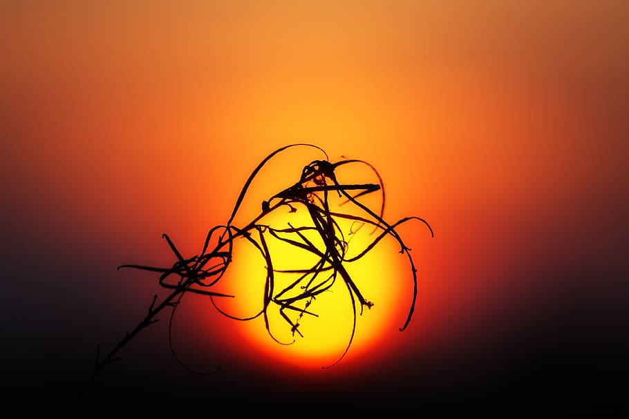 sunset, plant, silhouette, setting sun, abendstimmung, sky HD wallpaper
