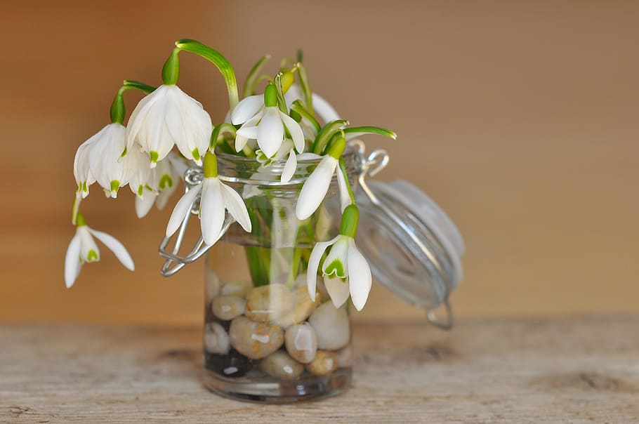 lilly, flower, white, fresh, freshness, flowering plant, nature HD wallpaper
