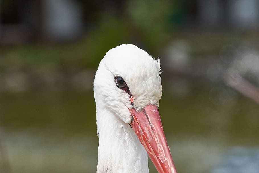 stork, head, rattle stork, bird, white stork, animal picture HD wallpaper