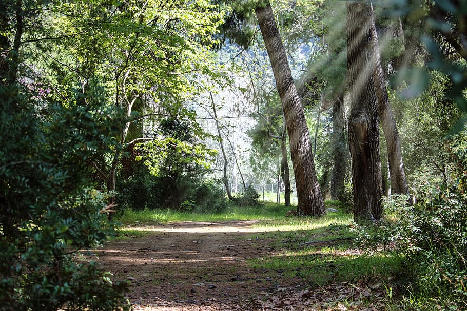 tree, plant, forest, land, growth, tranquility, beauty in nature HD wallpaper