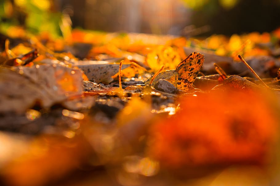 autumn, leaf, plant part, selective focus, change, nature, no people HD wallpaper
