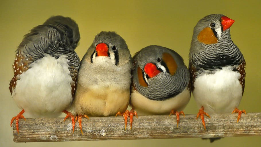 nature, bird, birds, four, group of animals, animal themes HD wallpaper