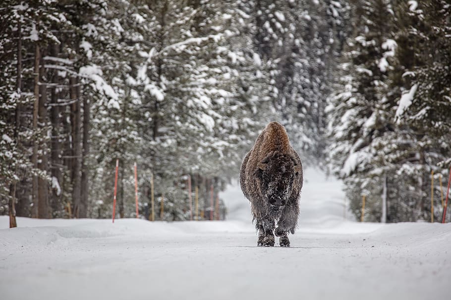 bison, buffalo, bull, snow, walking, landscape, outdoors, trees HD wallpaper