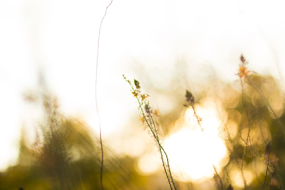 Blurred Image of Wildflowers, bokeh, dawn, field, flora, garden HD wallpaper