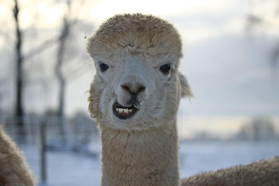 alpaca, animal, wool, animal themes, focus on foreground, mammal HD wallpaper