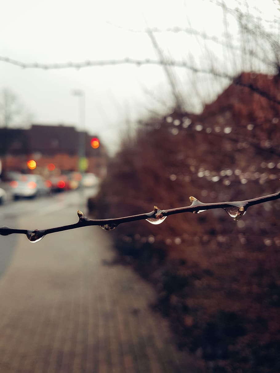 celle, germany, drop, limb, focus on foreground, wet, water HD wallpaper