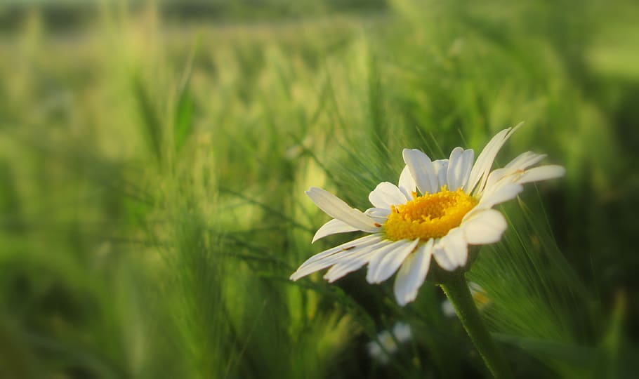 flower, meadow, petals, daisy, wild flowers, nature, flowering plant HD wallpaper