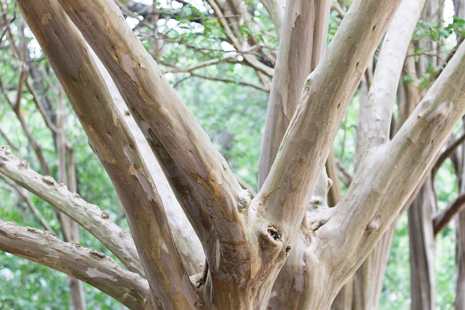 trees, leaves, green, bark, forest, plant, tree trunk, day HD wallpaper