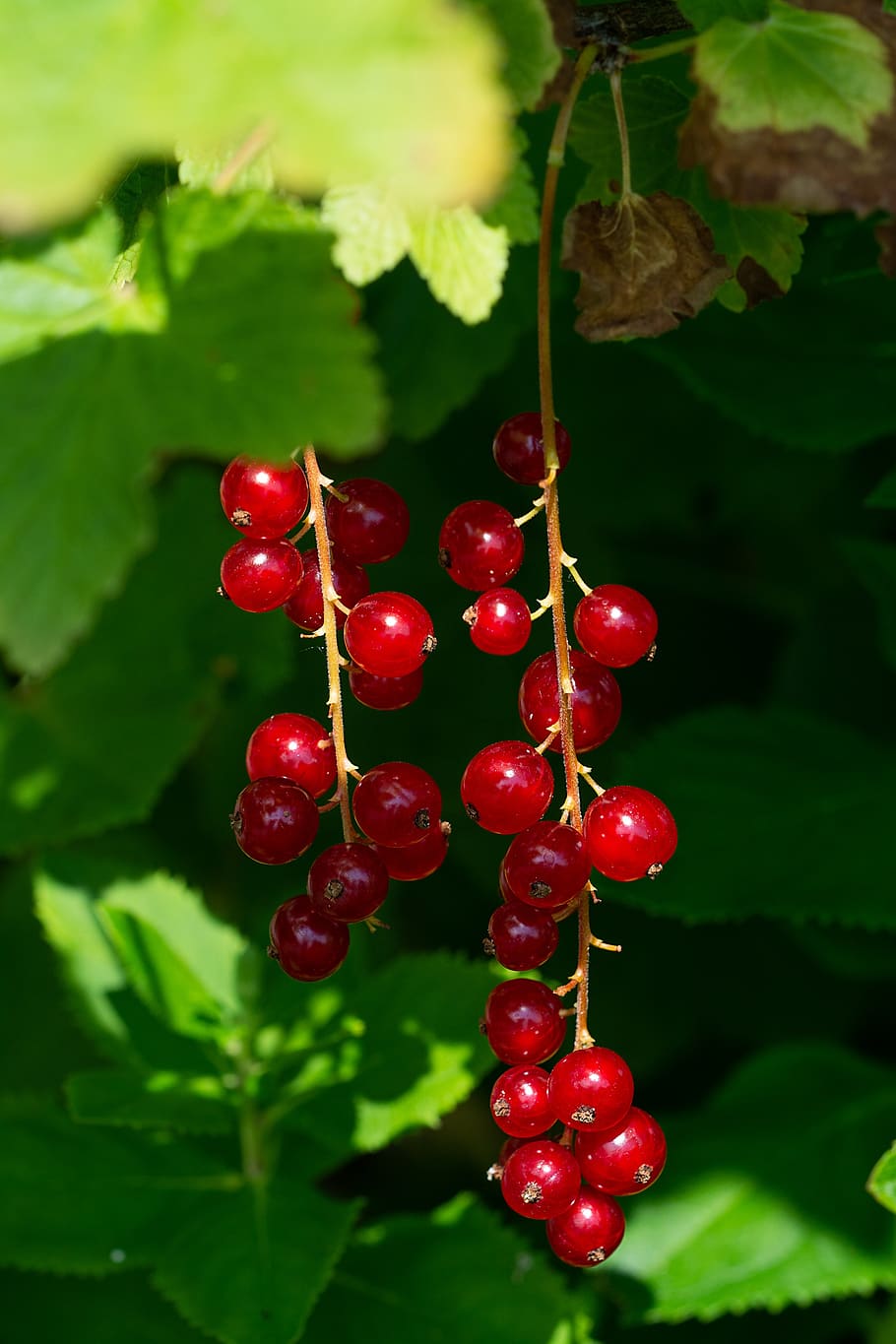 currants, red, red currants, fruits, garden, berries, nature HD wallpaper