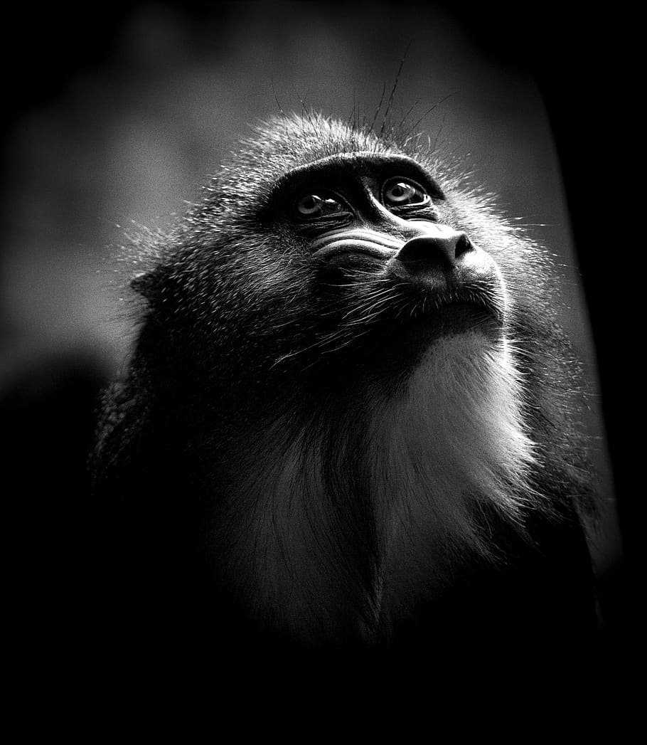 monkey, zoo, face, animal, nature, primate, one animal, animal wildlife HD wallpaper