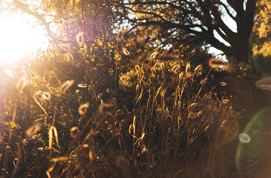 sun, light, grass, sunset, nature, relax, trees, outdoors, air HD wallpaper