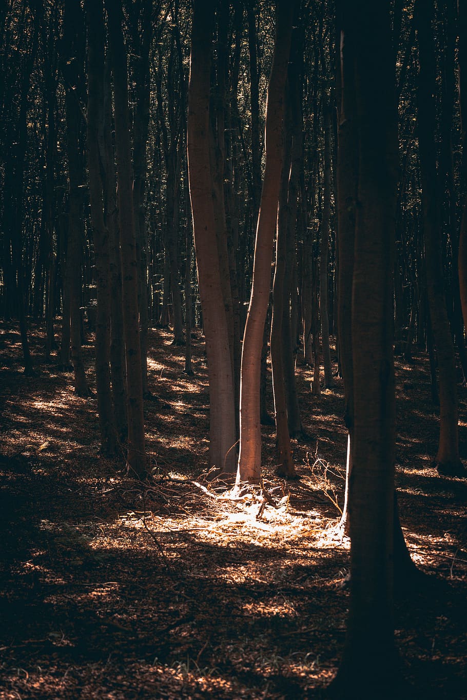 forest with sunrays, tree, nature, plant, outdoors, flora, vegetation HD wallpaper