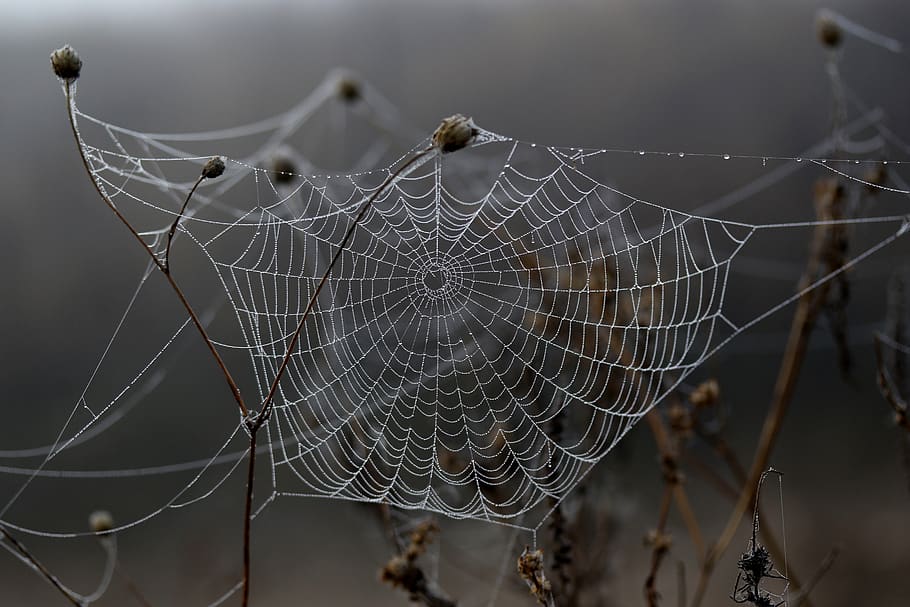 spider web, drops, dew, morning, autumn, water, wet, fragility HD wallpaper