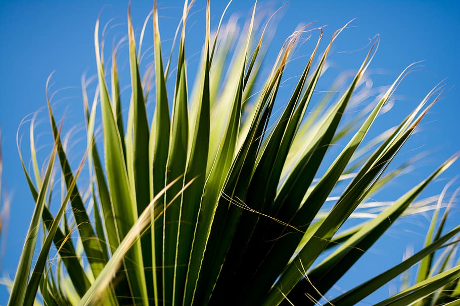 cyprus, palm, palm tree, summer, growth, plant, beauty in nature HD wallpaper