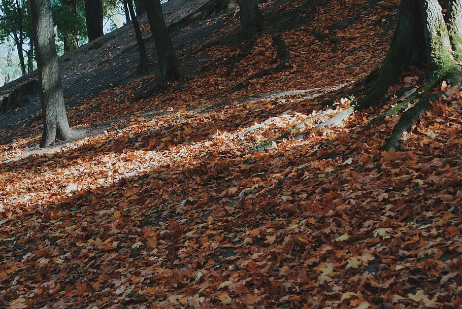 trees, forest, park, leafs, autumn, orange, fall, trunk, tree trunk HD wallpaper