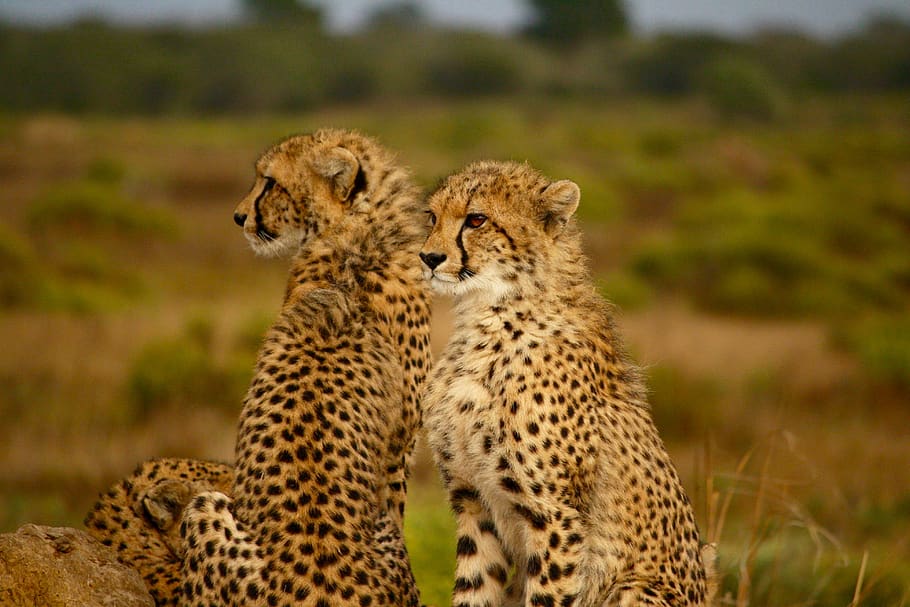 selective photography two cheetahs, group of animals, animal themes HD wallpaper