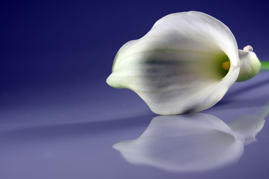 map, blue, green, white, nature, flower, studio shot, colored background HD wallpaper