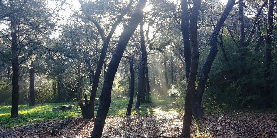 vegetation, plant, tree, sunlight, land, woodland, forest, nature HD wallpaper