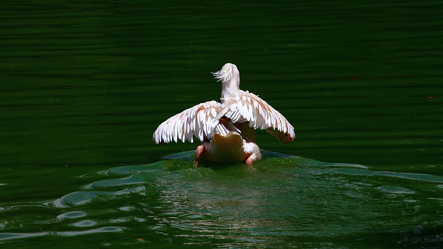 nepal, kathmandu, bird, animals in the wild, vertebrate, animal themes HD wallpaper