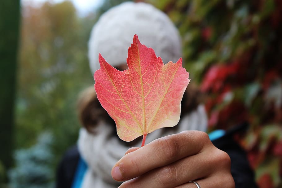 leaf, autumn, fall, focus, human hand, human body part, plant part HD wallpaper