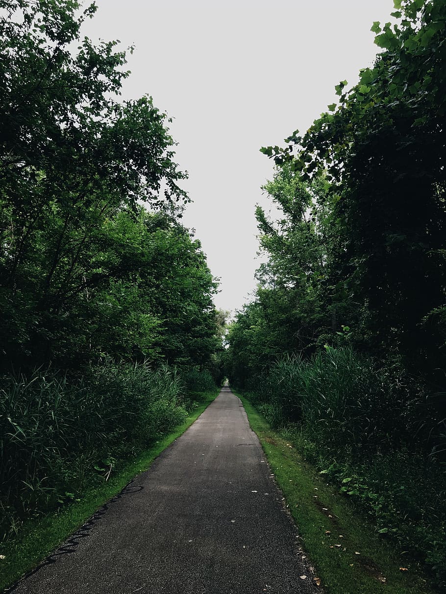 road between green-leafed trees, path, tarmac, asphalt, dirt road