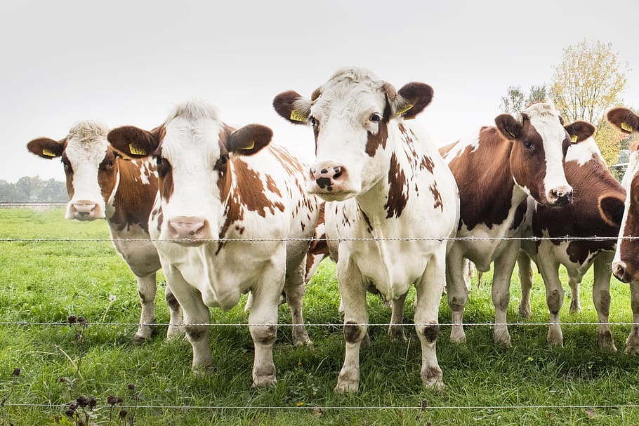 HD wallpaper: Cows in Field, animals, farm, farmer, farming, livestock, domestic  animals | Wallpaper Flare