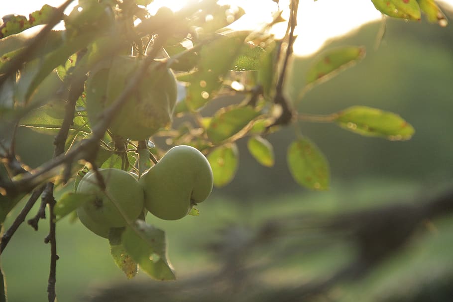 plant, growth, fruit, healthy eating, food, food and drink HD wallpaper