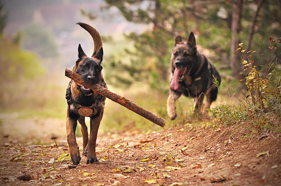 Two Adult Black-and-tan German Shepherds Running on Ground, adorable, HD wallpaper