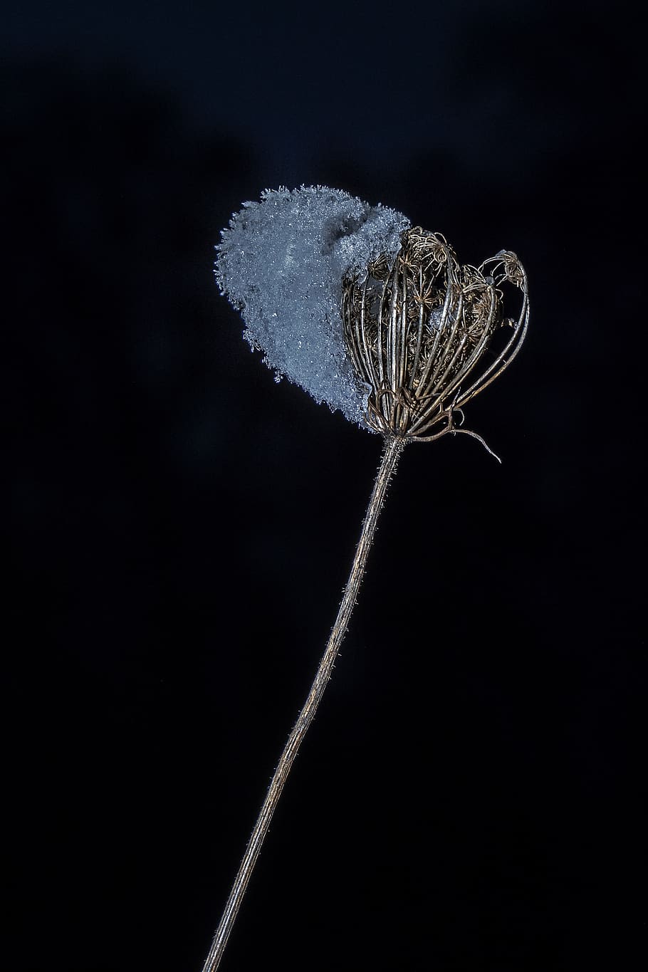 snow, ice, winter, arid, withers, seeds was, icy, eiskristalle HD wallpaper