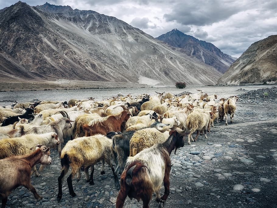 goats, plateau, highlands, ladakh, india, nubra valley, mountain pass, HD wallpaper