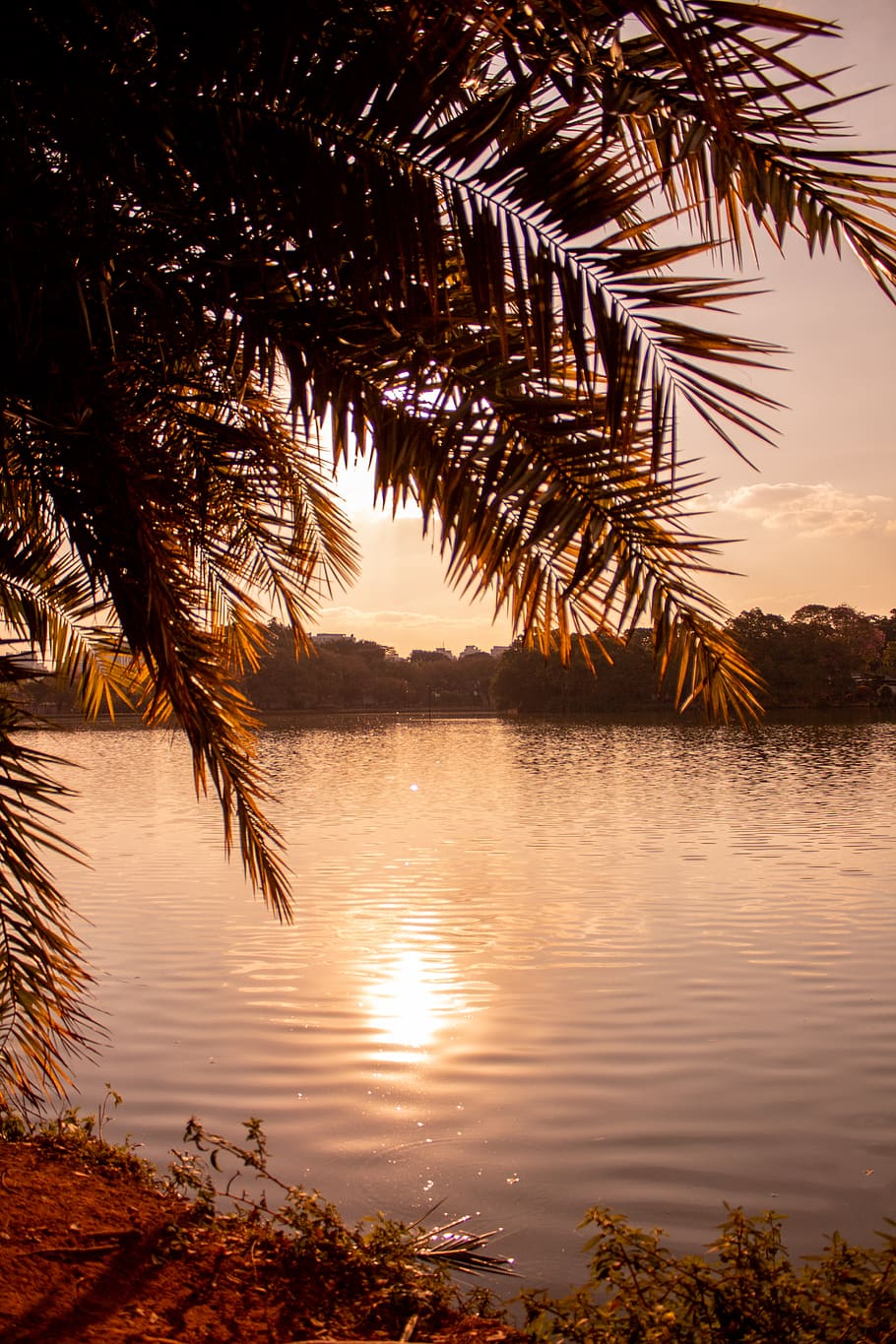 Green-leafed Trees, clouds, evening sun, lagoon, landscape, nature HD wallpaper