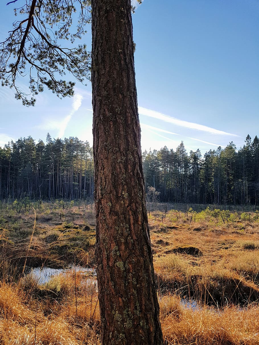 sunlight, case, forrest, sveroge, grass, tree, plant, trunk HD wallpaper