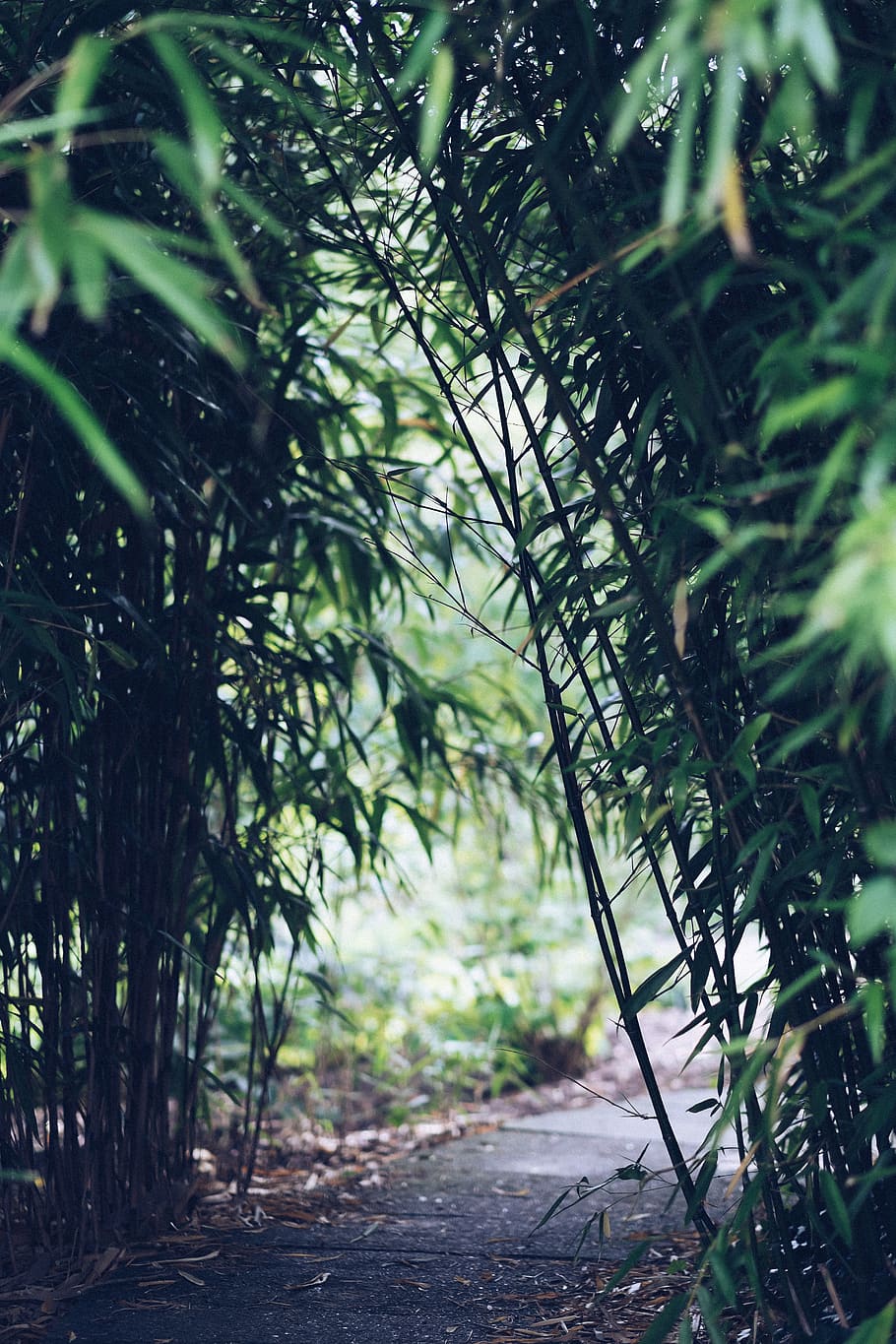 path, way, bamboo, nature, quiet, peace, plant, tree, land HD wallpaper