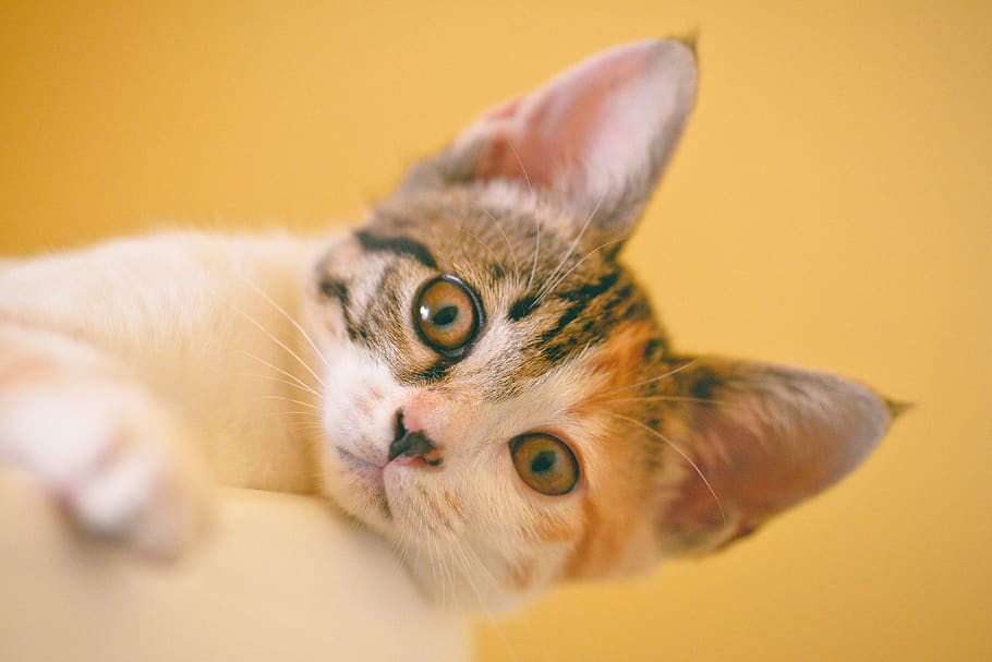 tricolor cat lying, animal, animal themes, domestic, one animal HD wallpaper