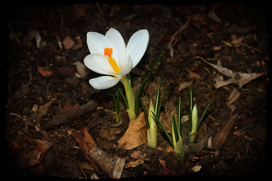 crocus, flower, white, plants, nature, spring, color, garden HD wallpaper