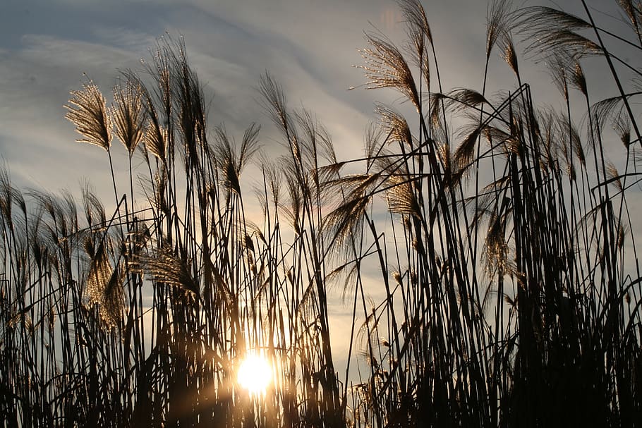Silhouette of Grass Fields, clouds, nature, plant, sky, sun, sunlight HD wallpaper