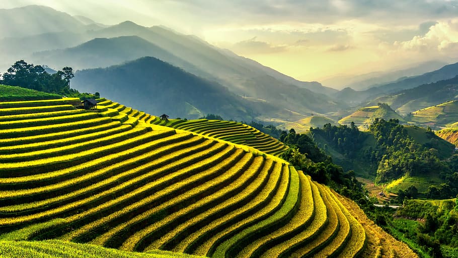 Rice Terraces, cropland, famous landmark, farm, farmland, field, HD wallpaper