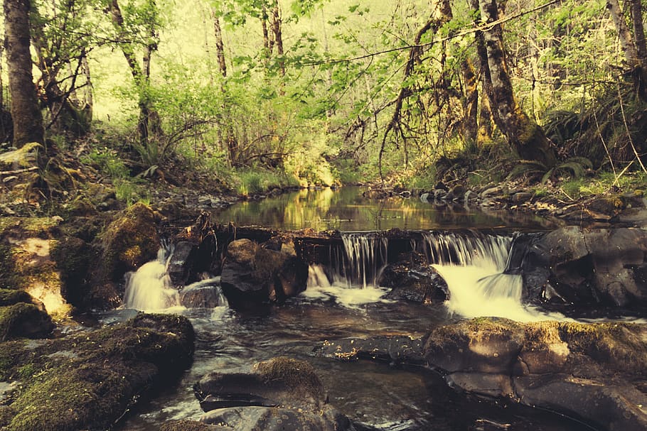 flowing water beside trees, forest, plant, scenics - nature, land HD wallpaper