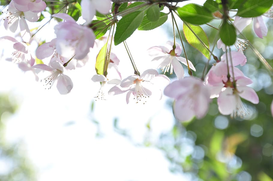 pink petaled flower, plant, flowering plant, fragility, growth HD wallpaper